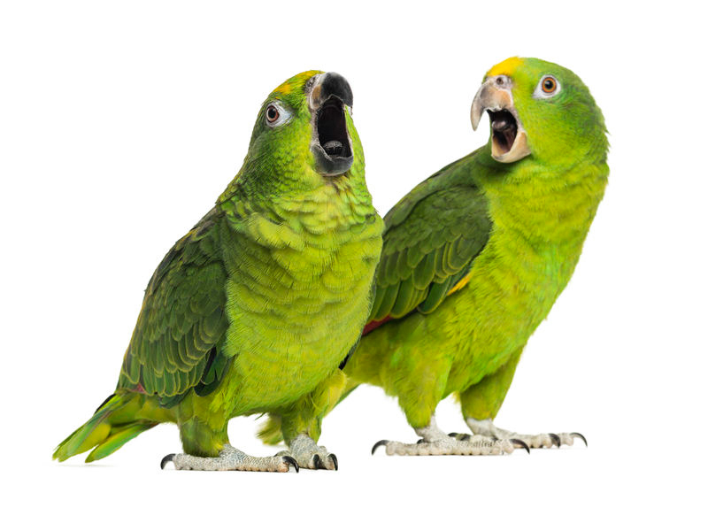 bonmots parrots